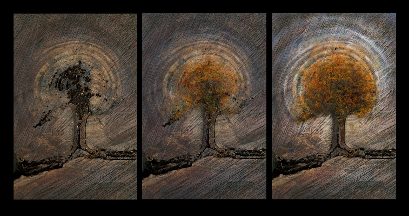 Spirit Tree by Murray Hedwig